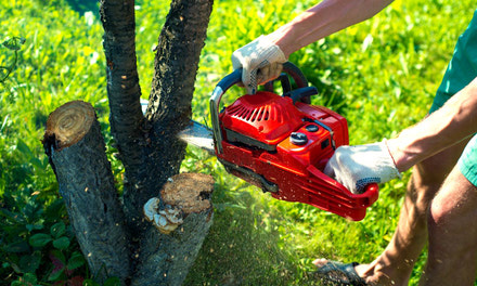 Tree Removal & Stump Grinding