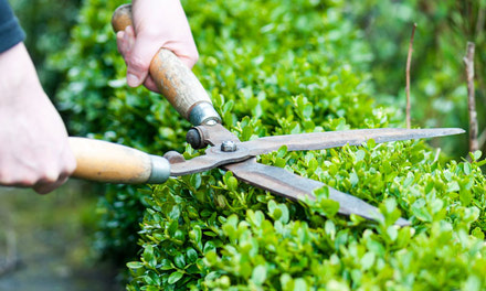 Tree & Shrub Pruning